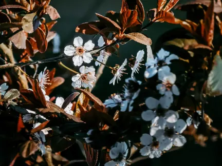 Glimmer Casino Aplicación móvil